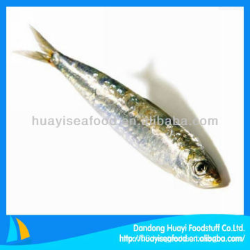 sea fish fresh sardines frozen sardine